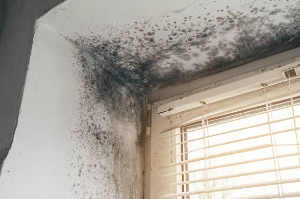 Affordable Mold Cleanup solutions in Cedarville, MI