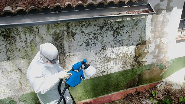 Trusted Mold Testing service in Cedarville, MI - Cheap Mold Removal